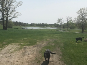 Ponds on Bemidji grounds